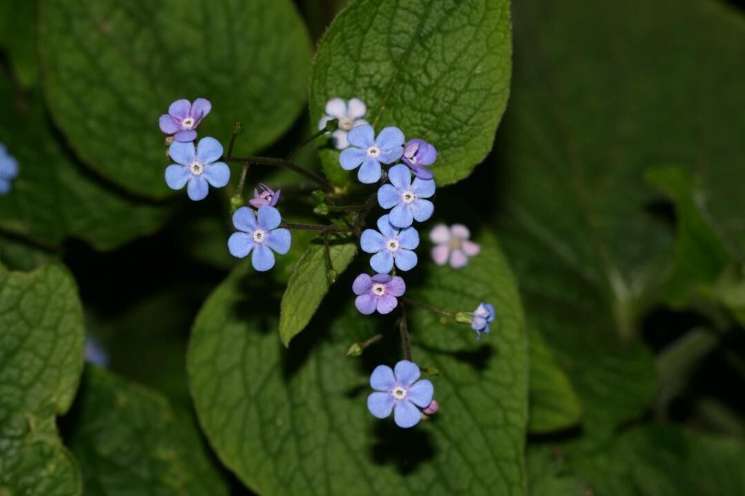 #35. Siberian bugloss